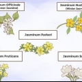 Cultivo de jasmim