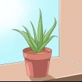 Cuidando do seu aloe vera