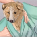 Certificando-se de que seu cão está bem após o parto