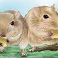 Fazendo seu gerbil feliz