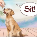 Ensine comandos básicos ao seu cão