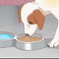 Tratando seu cachorro