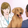 Deixe seu cão comer ração seca