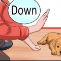 Dando treinamento de obediência ao seu cão antes que ele tenha 10 semanas de idade