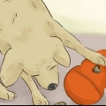 Mantendo seu cão feliz