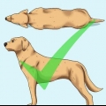 Ajude seu cão a perder peso