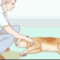 Ajudando seu cão com um derrame