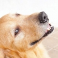 Deixe seu cachorro esfriar