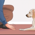 Ensinando seu cão a deitar morto sob comando