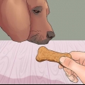 Ensine seu cachorro a dar patas