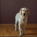 Ensine seu cachorro a sentar