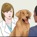 Colocar seu cão em uma dieta