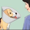 Mantendo seu cão calmo após a castração