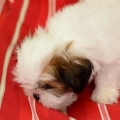 Cuidando do seu cachorro