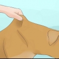 Deixe seu cachorro beber água