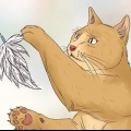 Deixe seu gato dormir com você