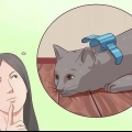 Desative seu gato