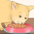 Faça seu gato feliz