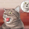 Fazendo seu gato parar de soprar