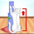 Ensinando seu gato a usar um arranhador