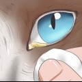 Limpando seu gato quando ele não pode fazer isso sozinho