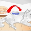 Mime o seu gato
