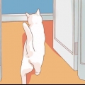 Incentivando seu novo gato a parar de se esconder