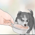 Treinando e cuidando do seu novo filhote de husky siberiano