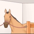 Cuidando do seu cavalo
