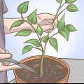Podando sua planta de pimentão