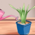 Regar as plantas quando não está em casa