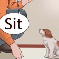 Ensinando seu cachorro a deitar