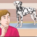 Vestir-se como um cachorro (para cosplay)