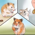 Cuidando do seu hamster doente