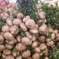 Descascando jicama