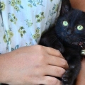 Lavando gatinhos jovens