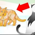 Manejando adequadamente um gato agressivo