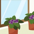 Cuidando das violetas do cabo