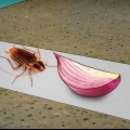 Pegando baratas