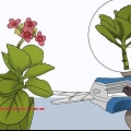 Crescendo kalanchoe