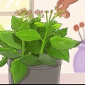Poda de kalanchoe