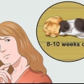 Gatinhos desmamados
