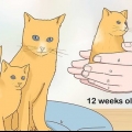 Separando gatinhos da mãe gata para adoção