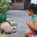 Acariciando gatos nos lugares certos