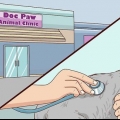 Verificando gatos para desidratação