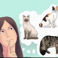 Criação de gatos