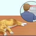 Ajudando os gatos a dormir na hora de dormir