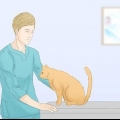 Fazer com que os gatos parem de fazer xixi no tapete