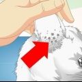 Verificando gatos para ácaros da orelha