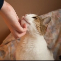 Criando gatos